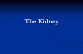 The kidney triple