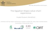The Egyptian tilapia value chain experience