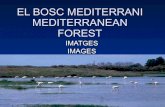 El bosc mediterrani 1