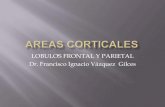 Areas corticales (frontal y parietal)