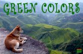 Green colors color verde