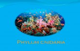 Phylum cnidaria report