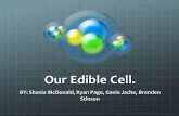 Our edible cell