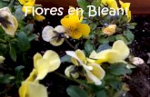 Blean School Flowers Project