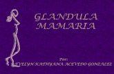 Glandula mamaria