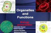 Grade 8C - Organelles and Function Group 8
