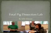 Fetal Pig Dissection Lab