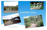 London zoo  фетисова в. 6а класс