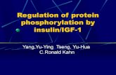 Regulation of protein phosphorylation by insulin