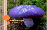 Reino fungi