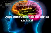 Aspectos funcionais do córtex cerebral