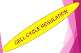 Cell cycle regulation  ppt