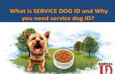 What is service dog id and why you need service dog id ?