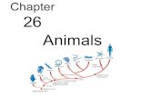 Biology - Chp 26 - Animals - PowerPoint