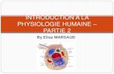 Introduction physiologie humaine partie 2