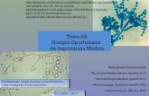 MMI tema 8 - Hongos oportunistas- Aranguren, Y., Álvarez I., Martinez, E.,Morantes,L. 2013-1