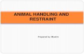 Animal handling & Restrain
