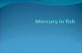 Mercury justin