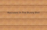 Raccoons In The Bunny Bin
