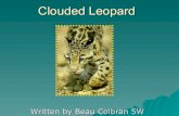 Beau clouded leopard