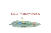 B2.3 photosynthesis