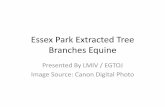 Epts trees equine001art001gal001-20140731