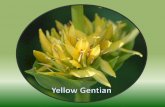 What are the Medicinal uses of yellow gentian?