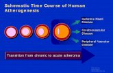 Schematic Time Course of Human Schematic Time Course of Human ...