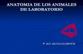 Anatomia de los animales de laboratorio