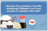 How are Prey Animals in the Wild Nutritionally Different from Food Animals in a Modern Raw Diet?