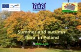 Summer and autumn flora of poland 2012