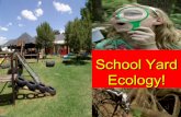 School yard ecology