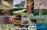Animal phylum