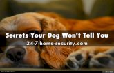 Secrets your dog won't tell you