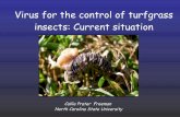 Using a naturally occurring virus to manage insects in turfgrass: Current situation