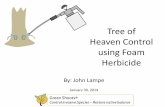 Tree of Heaven Control using Foam Herbicide