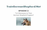 Training German Shepherds, Gaining Respect from the Beginning