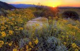 Photographer K. McNeal, Californian Wildflowers