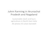 Juhm farming in north east india
