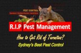 How To Get Rid Of Termites - R.I.P Pest Management
