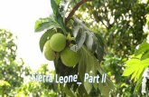 Countries from a to z sierra leone part_ii (fil_eminimizer)