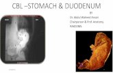 Cbl –stomach & duodenum