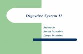 Digestive System II