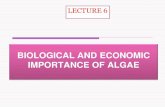 Biological and economic importance of algae
