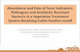 Abundance & Fate of Fecal Indicators, Pathogens & Antibiotic Resistant Bacteria in a Vegetative Treatment System Receiving Cattle Feedlot Runoff
