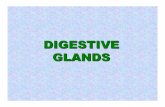 Biol 432 pp digestive glands