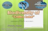 Biodiversity  chilika lake