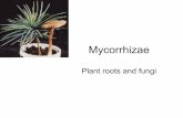 Mycorrhizae SLIDESHARE
