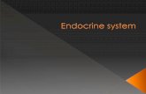 Endocrine system paramedical