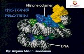 Histone Protiens